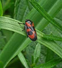 bloedcicade insecten