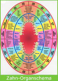 Ganzheitliche Zahnarztpraxis Zahn Organ Beziehungen