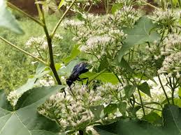 Image result for Mikaniopsis