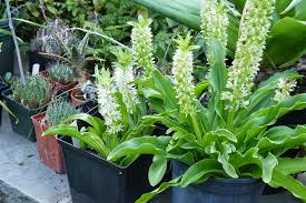 Image result for Eucomis autumnalis