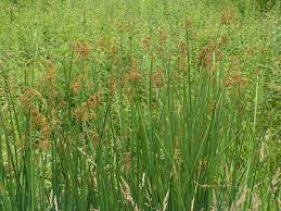 Image result for Schoenoplectus muricinux
