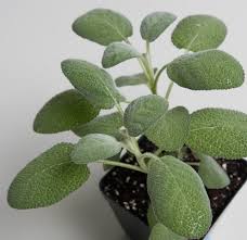 Image result for Bergia salaria