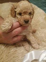 Our poodles are well adjusted, raised underfoot, no kennels outside here!, we we are expecting a litter of red puppies march tenth. Pedigree Poodle Puppies For Sale In Dogsandpuppies Co Uk