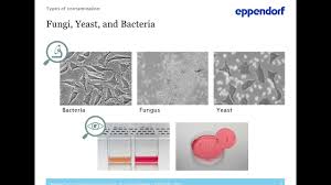 Dermal, airway, mammary, bladder, oral, prostate cells and media Good Culture For Your Cells Best Practices For Preventing Contamination Youtube