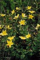 Image result for Hypericum aethiopicum