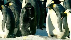 لأول مرة بطريق أسود بالكامل بسبب طفرة جينية Emperor Penguin Penguins Emperor