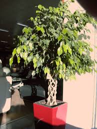 Image result for ficus benjamina en casa
