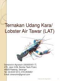 Cara menangkap udang kara air tawar lobster menggunakan bubu payung umbrella fish trap. Cara Ternak Udang Kara Lobster Air Tawar Lat Di 017 2839861