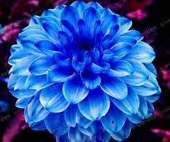 Our focus is on offering bouquets that can touch hearts. Dahlia Bulbs Dahlia Flowers Blue Dahlia Flower Rare Blue Flowers Rare Bulbs 19 99 Picclick