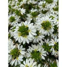 Image result for foto Vějířovka