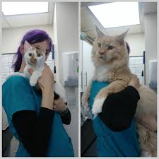 Elke dag worden duizenden nieuwe afbeeldingen van hoge kwaliteit toegevoegd. Maine Coon Vs Domestic Cat Aww