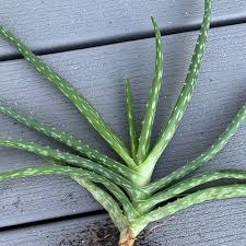 Image result for Aloe carnea