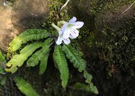 Image result for Streptocarpus hirticapsa