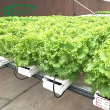 أكملت الصين حل Nft الخس الزراعة المائية للبيع الدفيئة من الصين على Topchinasupplier Com