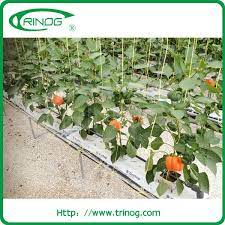 Source Commercial Nft Hydroponic System For Sale On M Alibaba Com Hydroponic Systems For Sale Hydroponics System Aquaponics