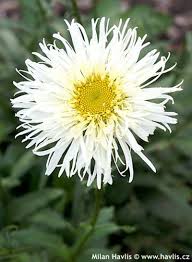 Image result for foto Kopretina