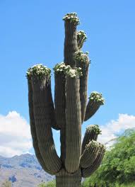 Saguaro cactus are massive — but they grow slow. Saguaros Are Putting On A Spectacular Bloom In Tucson This Spring Local News Tucson Com
