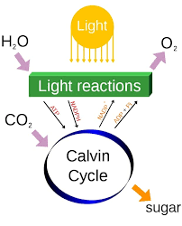 Cellular Respiration And Photosynthesis Biology Dictionary