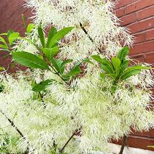 Image result for Chionanthus foveolatus