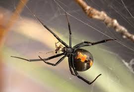 This probably explains why redbacks are uncommon inside when the baby black widow is born, they eat there mom like any other spider. How Male Widow Spiders Avoid Being Cannibalized During Sex