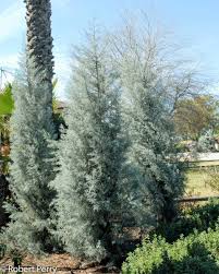 Image result for Cupressus arizonica
