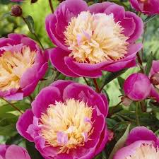 All of our live plant orders receive special growing care from our nursery & growing partners to ensure healthy plants are packaged and shipped to each of our customers. Peonies Plant Bulbs At Lowes Com