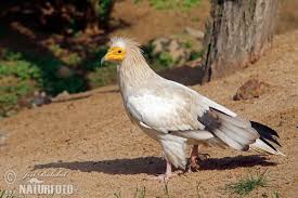 It is widely distributed from the iberian peninsula and north africa to india. Egyptian Vulture Photos Egyptian Vulture Images Nature Wildlife Pictures Naturephoto