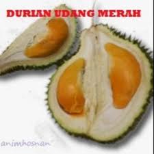 Free hard old xxxtentacion mutkidjosh ayce comet type beat roadrunner. 61 Gambar Durian Udang Merah Paling Keren Gambar Pixabay