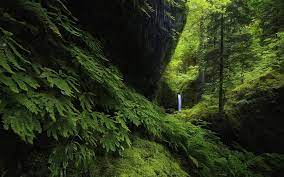 Wall2mob is your best source of beautiful smartphone wallpapers. Landscape Nature Waterfall Forest Ferns Moss Green Trees Hill Oregon Wallpapers Hd Desktop And Mobile Backgrounds