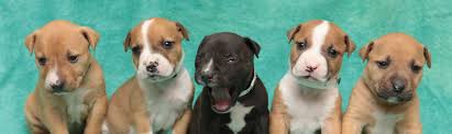 International adoption agencies in phoenix. Find A Pet Search For Pets Arizona Humane Society