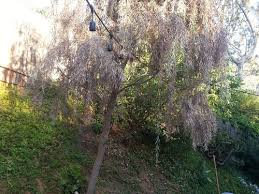 Many plants with leaves that are consumed in small quantities as a spice such as oregano, for medicinal purposes such as lime, or used in infusions such as tea, are not included in this list. Help Weeping Acacia Is Dying
