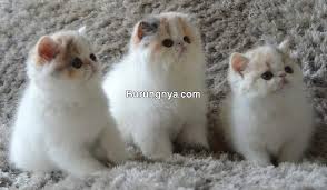 Kucing ini merupakan hasil perkawinan dari jenis persia asli dengan kucing lain seperti kucing lokal atau. 22 Cara Merawat Kucing Persia Medium Dan Cirinya Burungnya Com