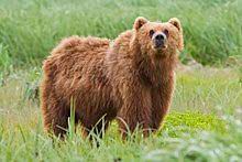 Read bear instinct reviews by experts & consumers. Brown Bear Wikipedia