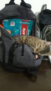 Gulce Seren Adli Kullanicinin Ilginc Kedi Kopek Resimleri Panosundaki Pin 2020 Kedi Kopek Kopek Kedi