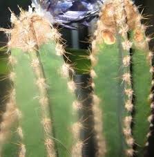 4,5 (228 votos) 13 comentarios. Como Cuidar Un Cactus