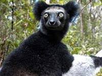 Supercoloring.com is a super fun for all ages: Indri Animals Town