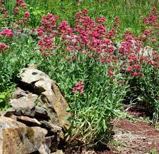 Image result for Valerianaceae