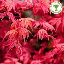 In this article, i will give you step by step instructions for doing so. Acer Palmatum Beni Maiko Red Japanese Maple Trees For Sale