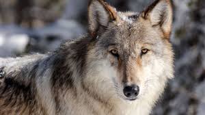 Yellowstone Wolf Pup Steals Bear Warning Sign