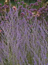 Image result for perovskia atriplicifolia 'little spire'