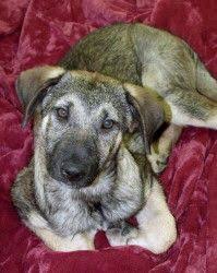 Adopt Walter On Petfinder Shepherd Dog Dogs Animal Rescue