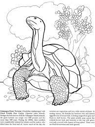 Welcome To Dover Publications Coloring Pages Animal Coloring Pages Snake Coloring Pages