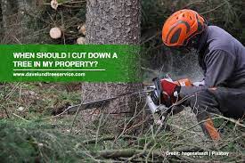 Pin On Gardening And Tree Care Tips