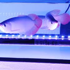 M F Crown Betta At Ang Mo Kio Aquarium Pet Service Singapore 262 Photos Facebook