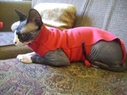 2020 popular clothing hoodie cat trends in home & garden, women's clothing, men's clothing, mother & kids with clothing hoodie if you are interested in clothing hoodie cat, aliexpress has found 6,622 related results, so you can compare and shop! Cat Sweater From Hoodie How To Make Pet Clothes Sewing On Cut Out Keep