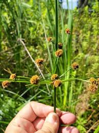 Image result for Oxycaryum