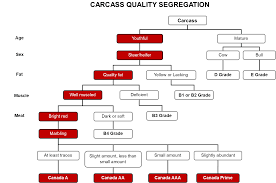 carcass grading beef cattle research council