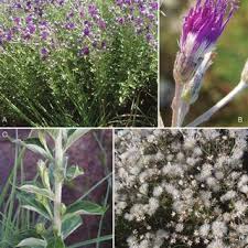 Image result for Vernonia oligocephala