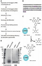 Labeling Lure2 Peptide With Alexa Fluor 488 A Flow Chart