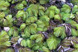 Image result for Salvinia hastata